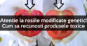 Suntem intoxicati cu produse chimice!!! Atentie la rosii – cum identifici rosiile stropite si crescute cu chimicale rapid