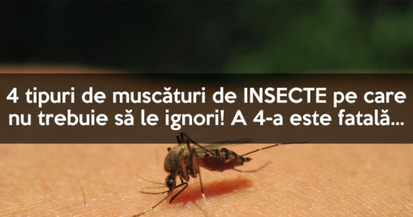 Atentie: Patru tipuri de muscaturi de insecte pe care nu trebuie sa le treci cu vederea! Una este fatala! Vezi cum le recunosti!