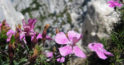 Floarea care creste doar in Romania – Garofita Piatra Craiului este o specie monument al naturii si este ocrotita prin lege!
