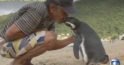Un pinguin ne invata ce este iubirea! Inoata cate 8000 de km anual pentru a ajunge la omul care l-a salvat