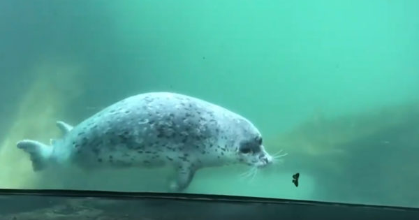 Si animalele au micile lor momente de fericire! Priviti cum aceasta foca incearca sa prinda un fluture. Un clip adorabil care merita distribuit