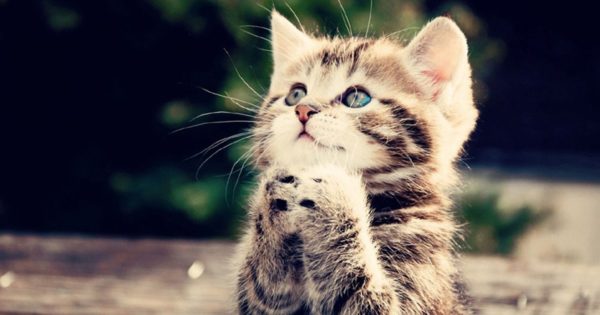 Pisicile ne atentioneaza atunci cand avem o karma negativa si ne ajuta sa ne curatam aura!