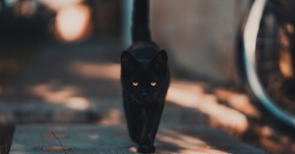Mistere despre puterea pisicilor negre