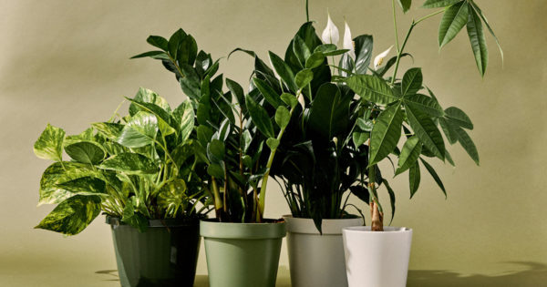 10 plante pe care trebuie sa le avem in casa pentru un aer curat si un somn linistit!