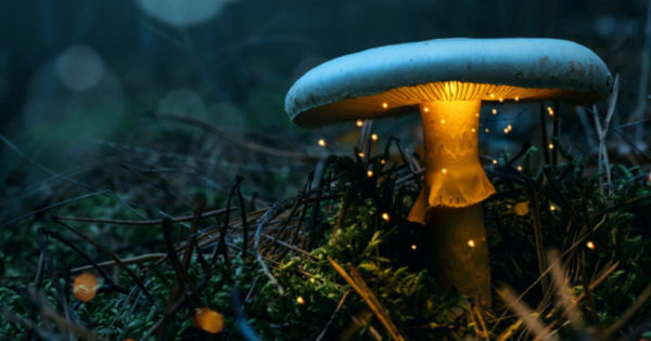 La Cernobîl a crescut o ciupercă care se hrănește cu radiații