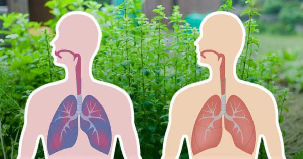 4 plante naturale care te vor ajuta să-ți cureți plămânii și să-ți îmbunătățești respirația!