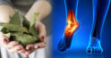 Cum se folosește frunza de dafin pentru reducerea durerilor de picioare