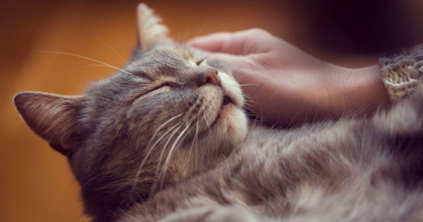 Pisicile te protejează pe tine și casa ta de spiritele rele și de energiile negative