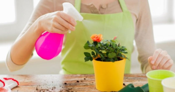 6 trucuri pentru a face plantele de apartament să crească ca drojdia