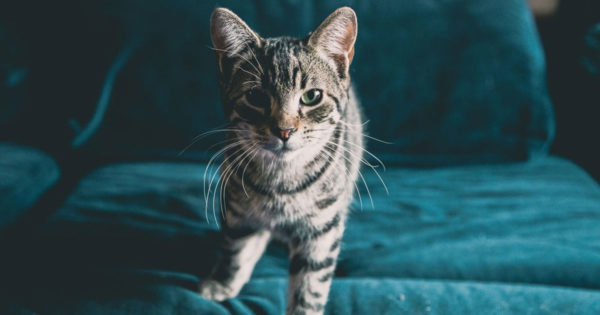 De ce pisica ta te așteaptă la ușă – 20 lucruri interesante despre pisici