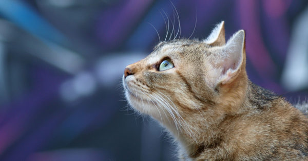 Puterea secretă a pisicilor: cum simt bolile omului și încearcă să îl avertizeze despre asta
