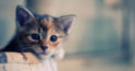 Modul în care pisicile determină prezența negativității în locuințe