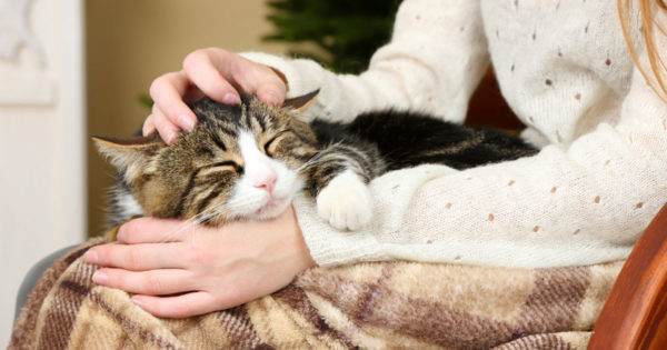 Dacă unei pisici îi place să doarmă lângă proprietar, ce înseamnă asta?
