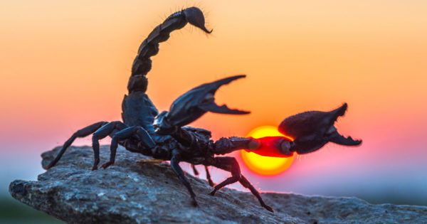 5 motive pentru care Scorpionii sunt cei mai buni prieteni ai tăi