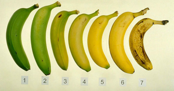 Ce banane sunt cele mai bune de consumat: coapte sau verzi?