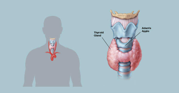 12 semne că trebuie să vă verificați glanda tiroidă