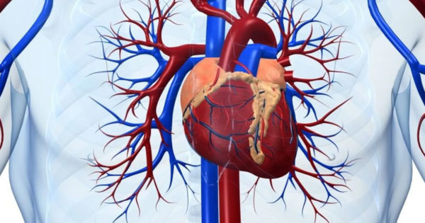 Cele mai bune 9 produse pentru curățarea arterelor. Protejează-ți inima!