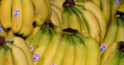 Când cumpărați banane, acordați atenție acestor etichete. Este bine să știți