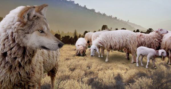 8 semne că ești un lup printre oi rătăcitoare