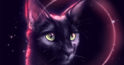 Pisica neagră în casă: 12 superstiții