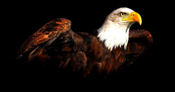 O lecție de viață oferită de vulturi – Pentru a continua să trăiești – trebuie să te schimbi