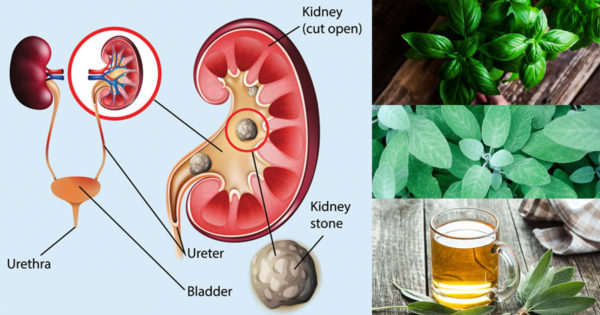 Remediu naturist pentru sănătatea rinichilor – busuiocul și salvia detoxifică rinichii în mod natural