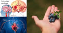 Beneficiile consumului de afine pentru creier și inimă