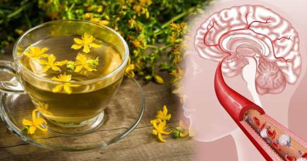 Beneficiile ceaiului de sunătoare pentru sănătate – încetinește îmbătrânirea creierului