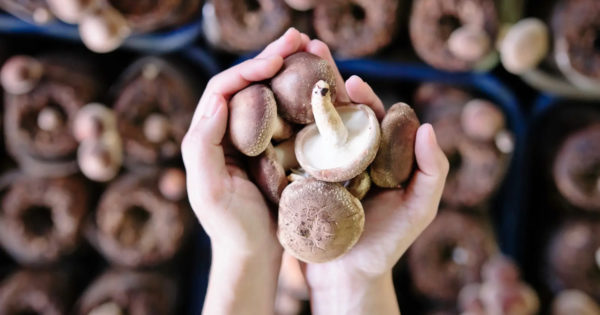 Beneficiile consumului de ciuperci pentru sănătate