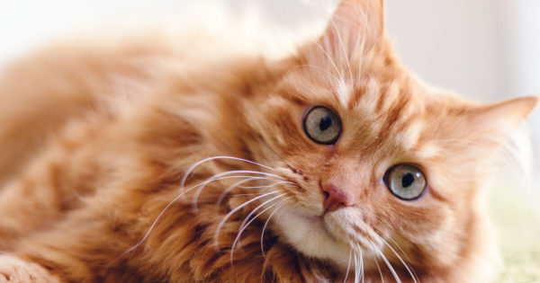 Energia pisicilor portocalii: aduc cu adevărat noroc