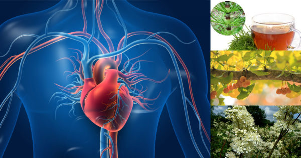 5 remedii pe bază de plante pentru îmbunătățirea circulației sângelui