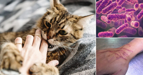 6 boli care pot fi transmise de pisici