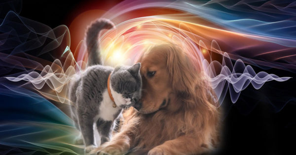 Energia bună a animalelor de companie: cum protejează pisicile și câinii casa de necazuri