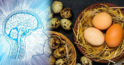 Care ouă sunt mai sănătoase – cele de pui sau de prepeliță și de ce
