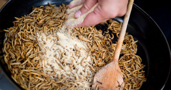 Hrana cu insecte: principala tendință a pieței globale FoodTech – Ce părere aveți?