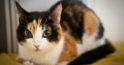 Energia pisicilor tricolore: de ce prezența lor în casă aduce noroc