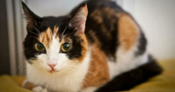 Energia pisicilor tricolore: de ce prezența lor în casă aduce noroc