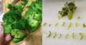 Broccoli este adesea infestat cu viermi! Iată cum să curățați corect această legumă