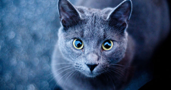 Cum influențează culoarea pisicii destinul stăpânului
