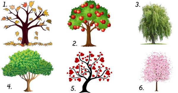 Test de personalitate: alegeți unul dintre cei șase copaci și veți fi surprinși de cât de precis vă vor fi dezvăluite punctele forte